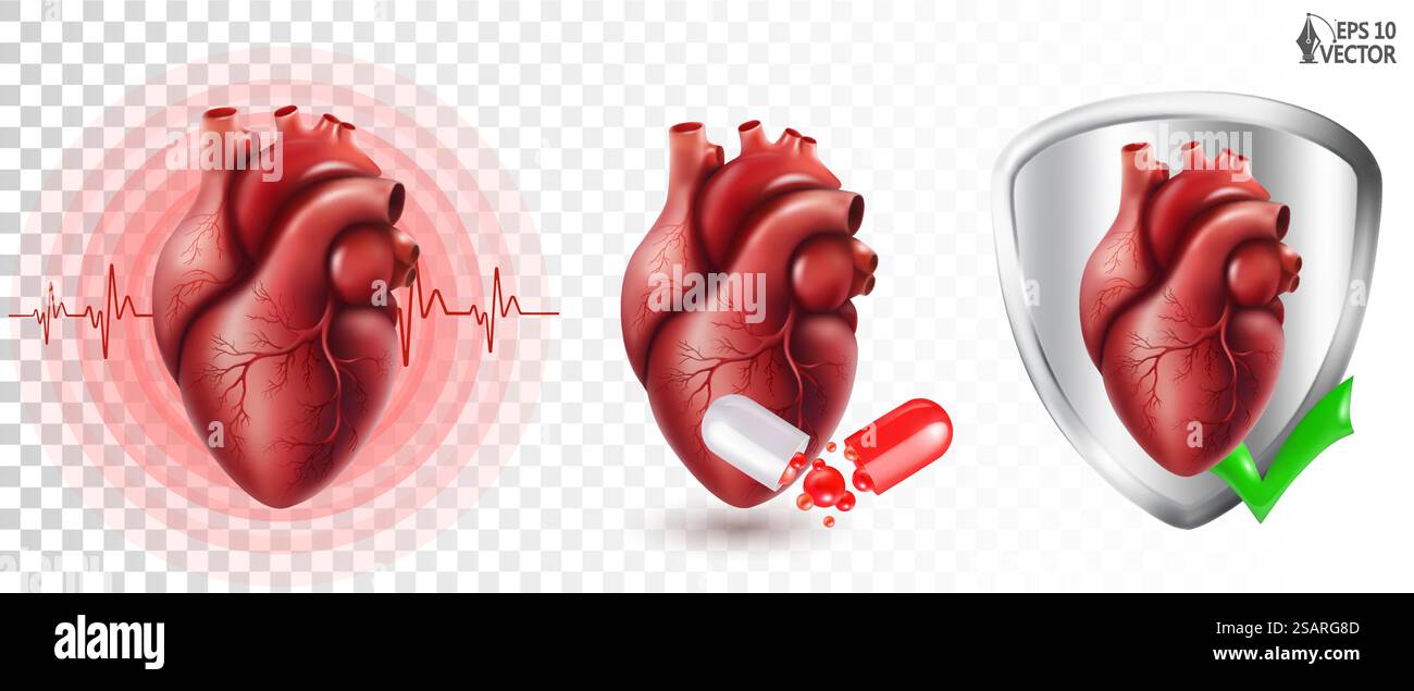 Anatomically correct human heart model with venous system. Vector ...