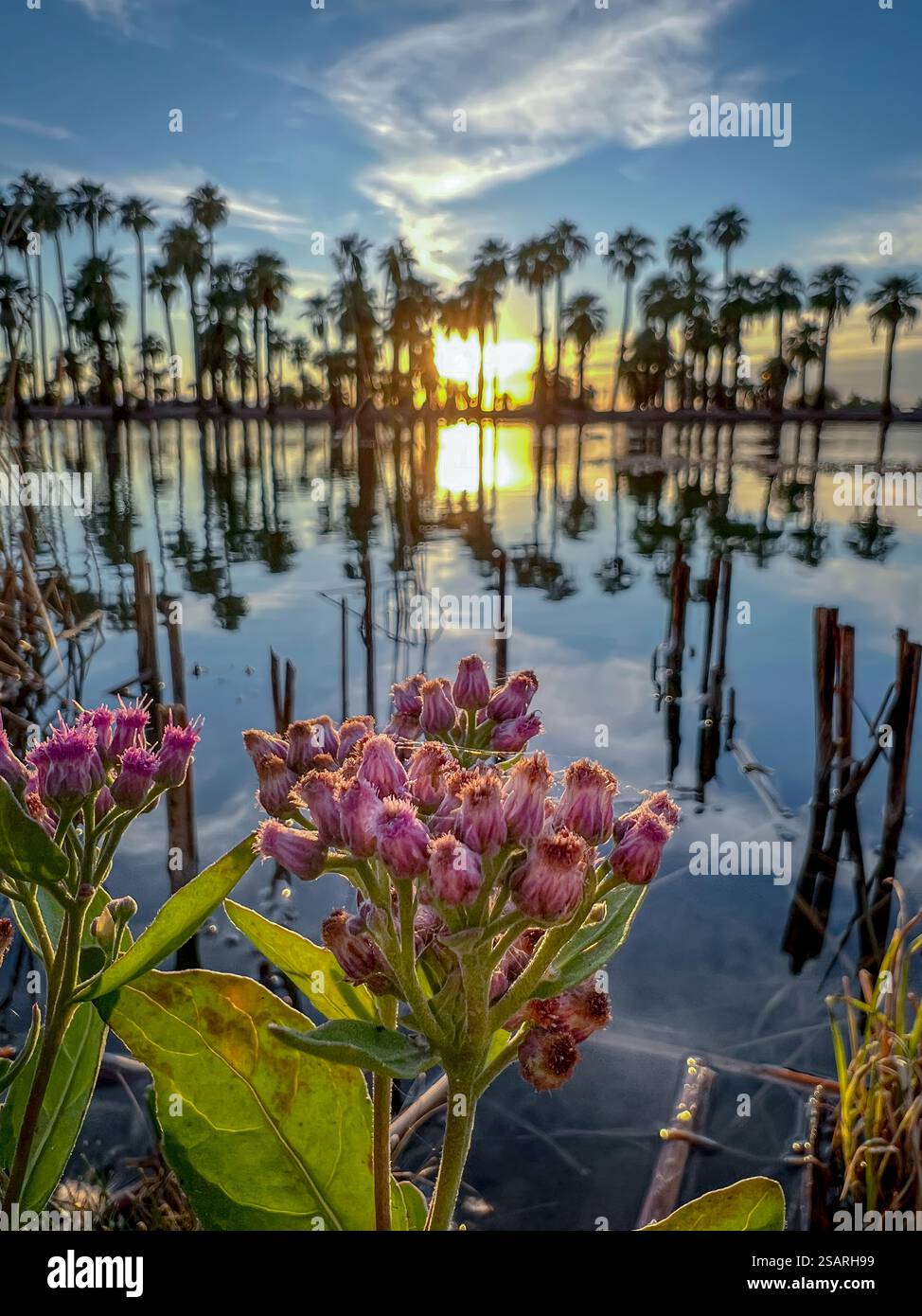 A serene sunset reflecting on the pond at Papago Park, featuring ...