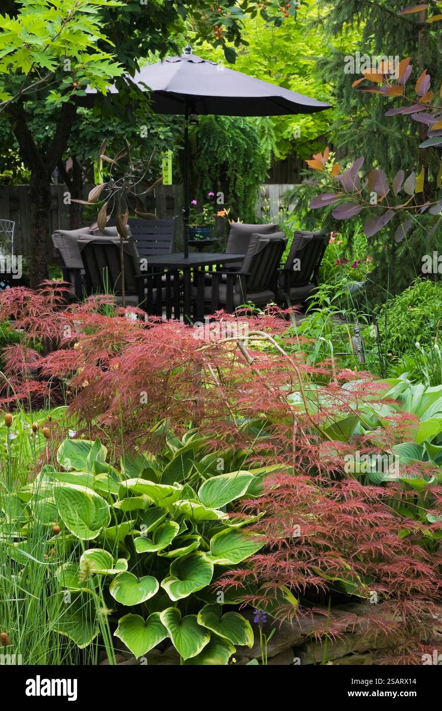 Hosta 'Regal Splendor' and Acer palmatum inabe-shidare - Japanese Red ...