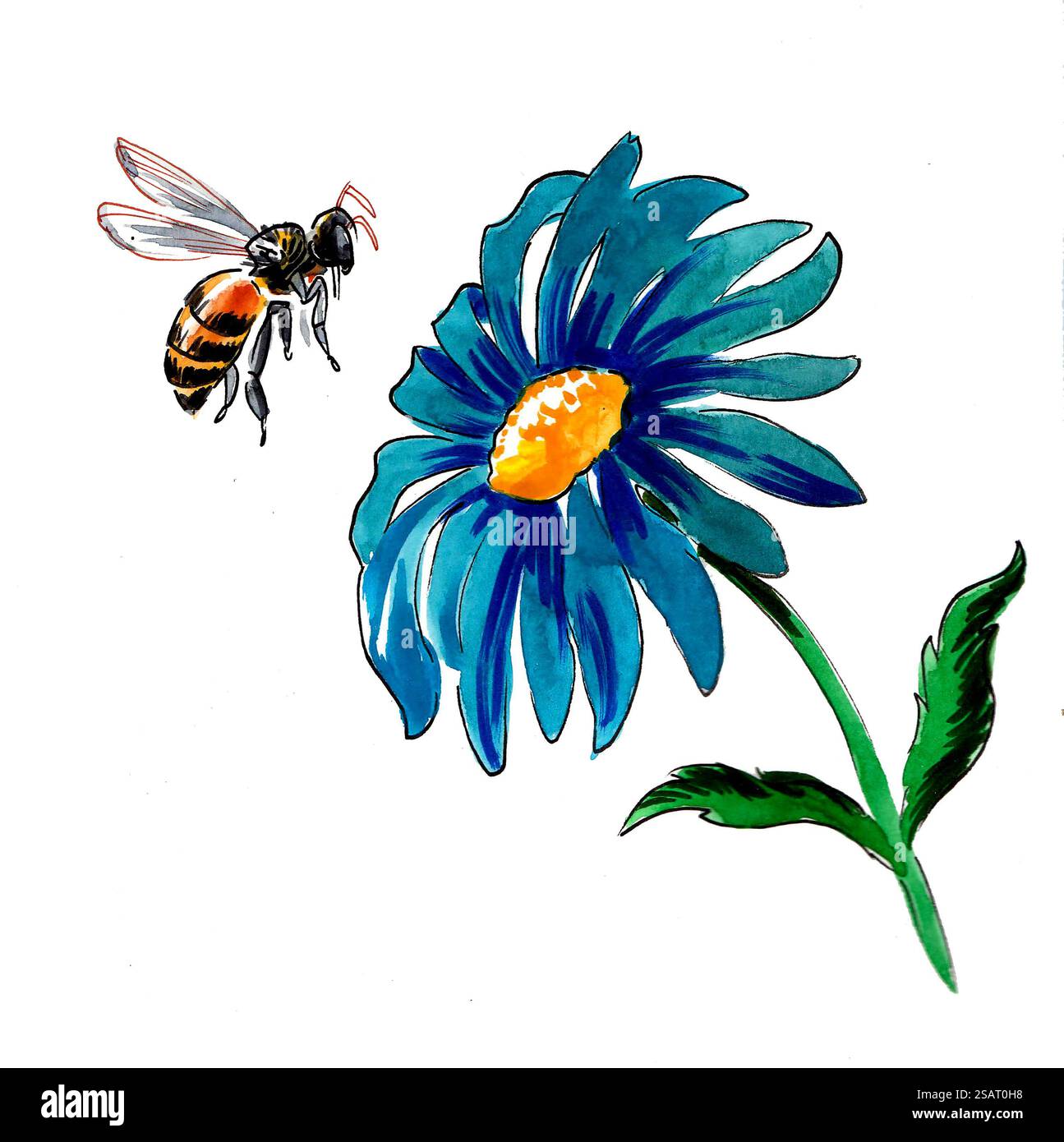 Bee and flower hand drawn watercolour illustration stock photo alamy
