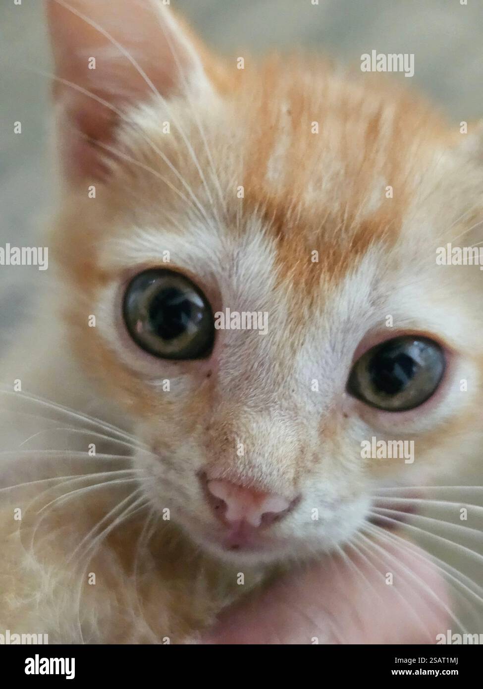 by tags , Aussie , Australian , shepherd , close up , collie , collies , dog , dogs , face , head - Smartphone Captured Stock Image