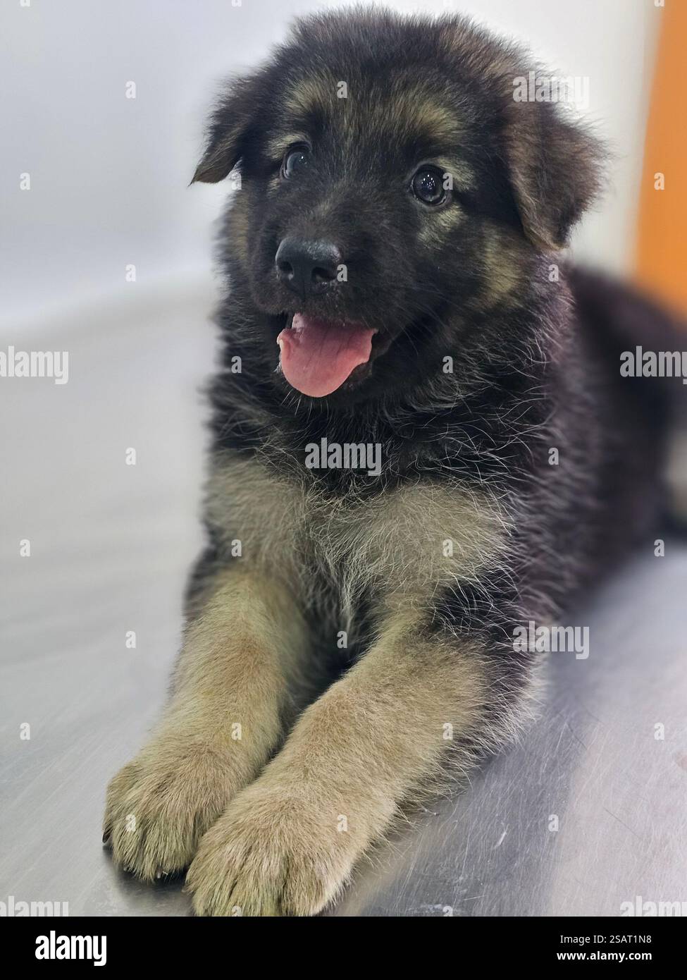 by tags , Aussie , Australian , shepherd , close up , collie , collies , dog , dogs , face , head - Smartphone Captured Stock Image