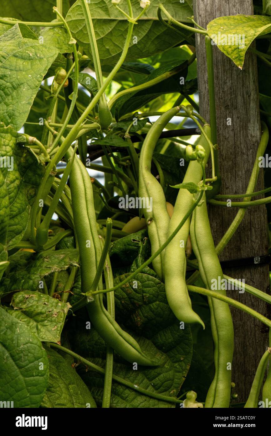 Organic green french stringless hi-res stock photography and images - Alamy