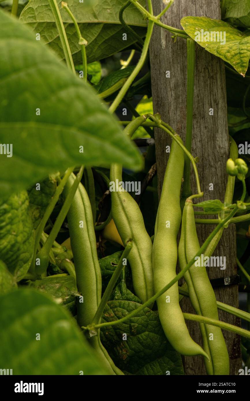 Stringless hi-res stock photography and images - Alamy