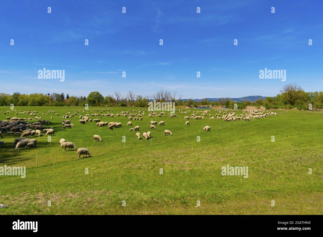 Sheep grazing on a green meadow under a blue sky, Oeberauer ...