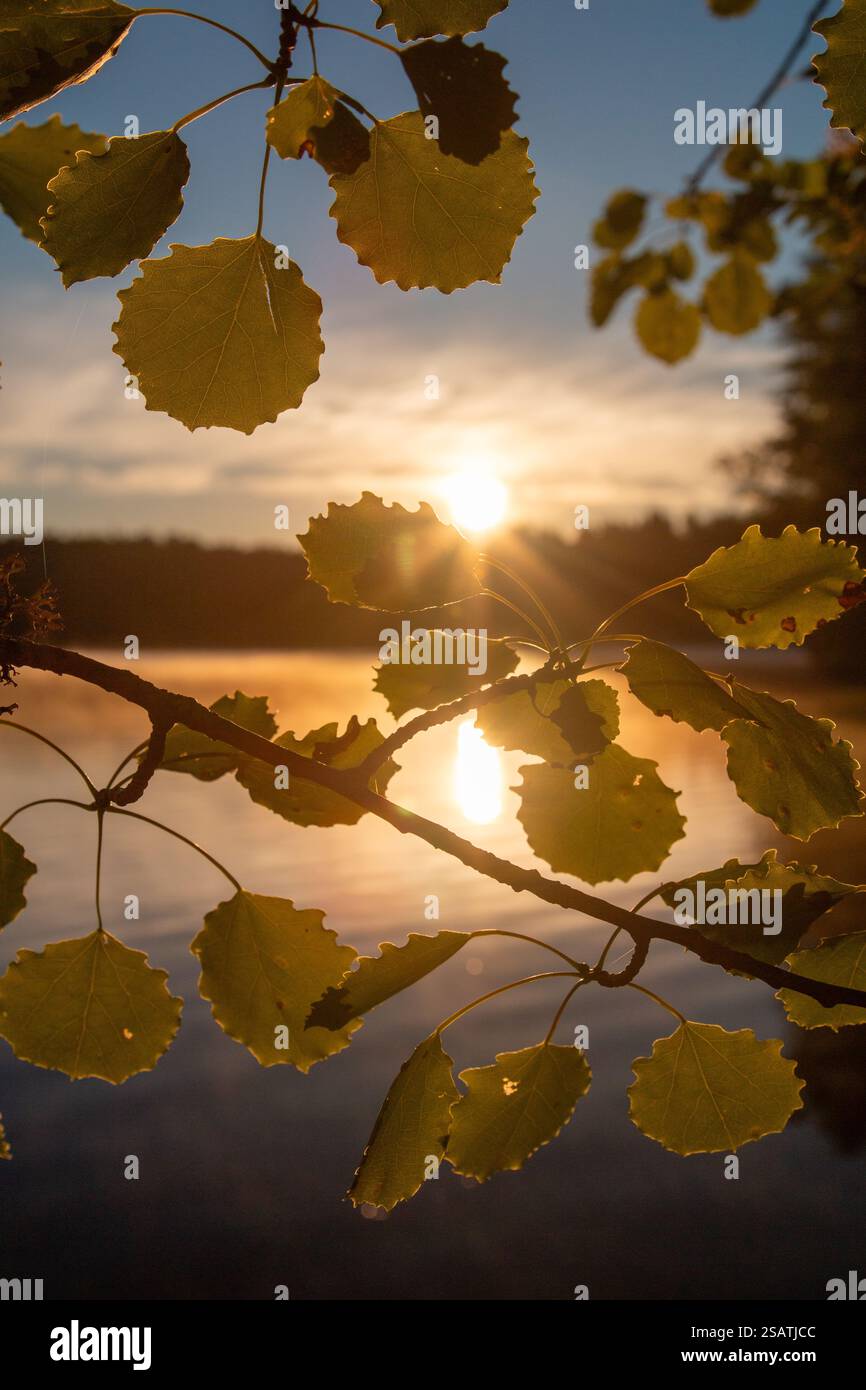 Leaves of aspen, Populus tremula, over the lake against the morning sun in Raasepori, southwestern Finland Stock Photo