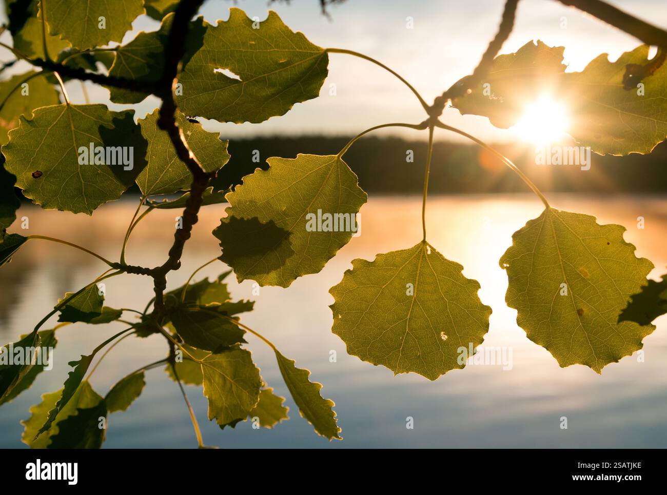 Leaves of aspen, Populus tremula, over the lake against the morning sun in Raasepori, southwestern Finland Stock Photo