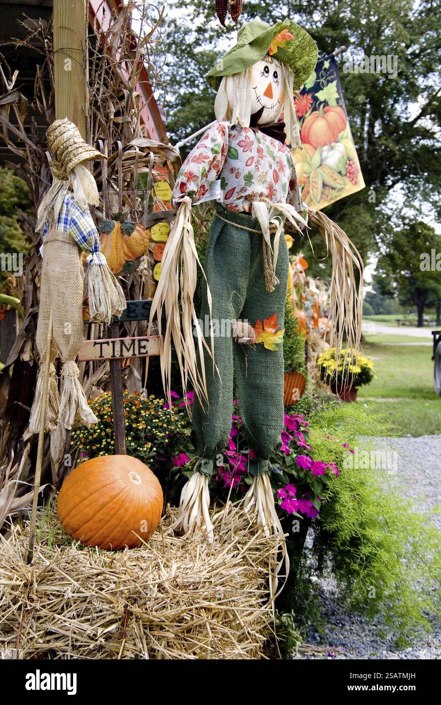 A halloween scene with a pumpkin and scarecrow Stock Photo - Alamy