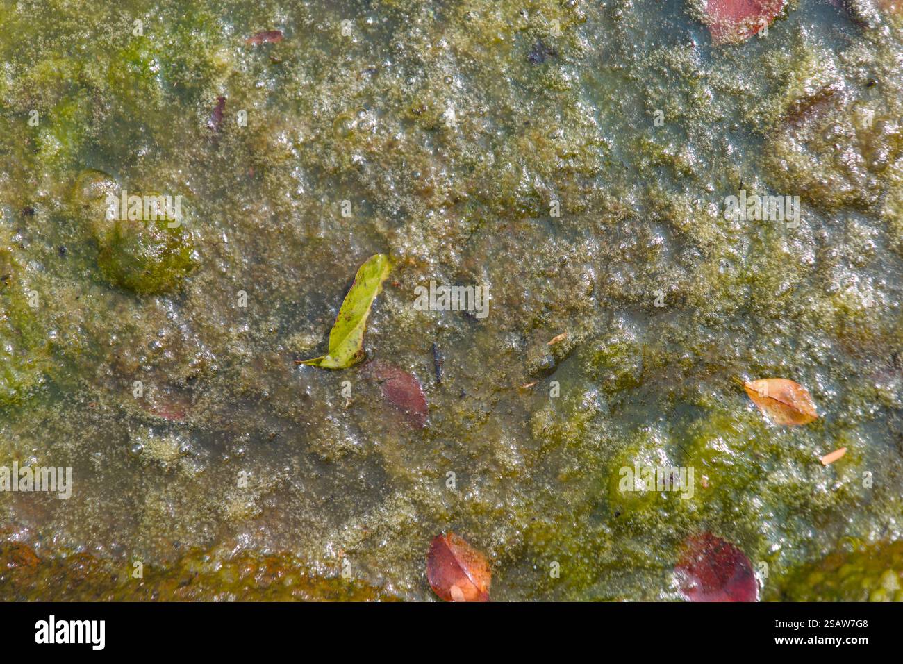 This close-up image captures the intricate details of green algae ...