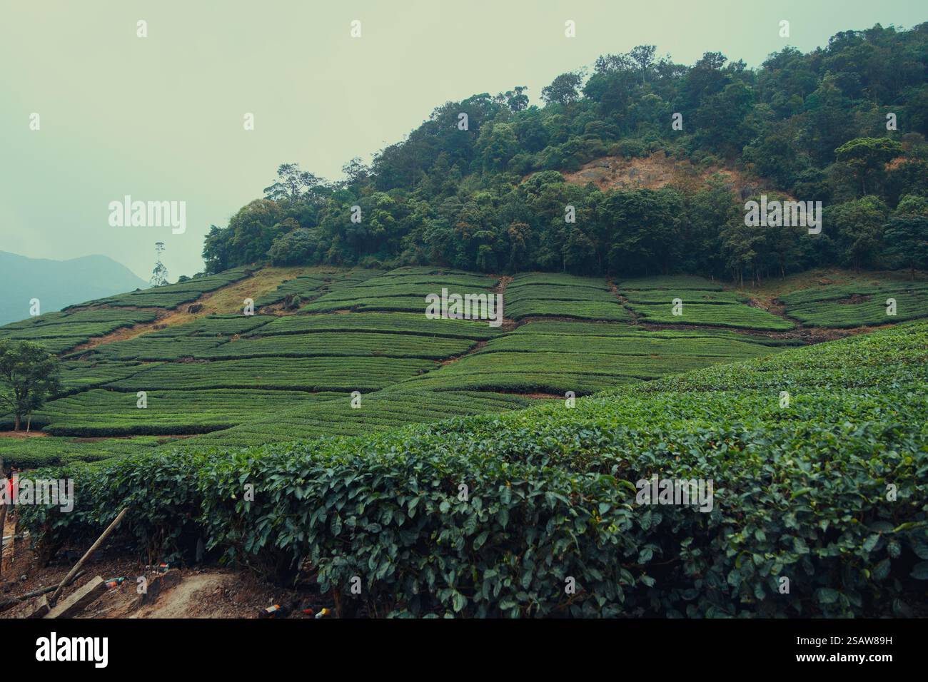 This image captures a lush green tea plantation spread across a ...