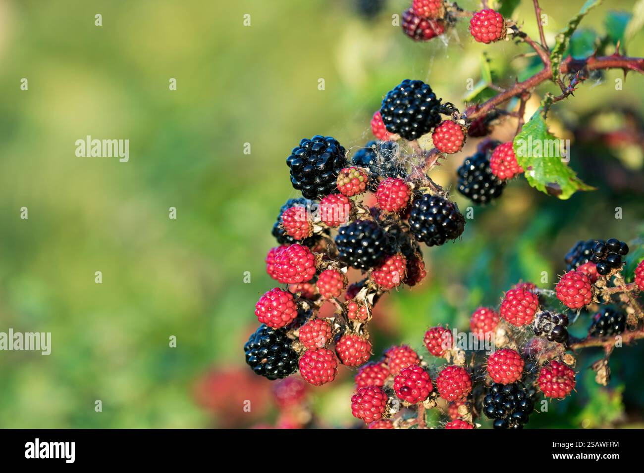 Blackberries; Ripening; UK Stock Photo