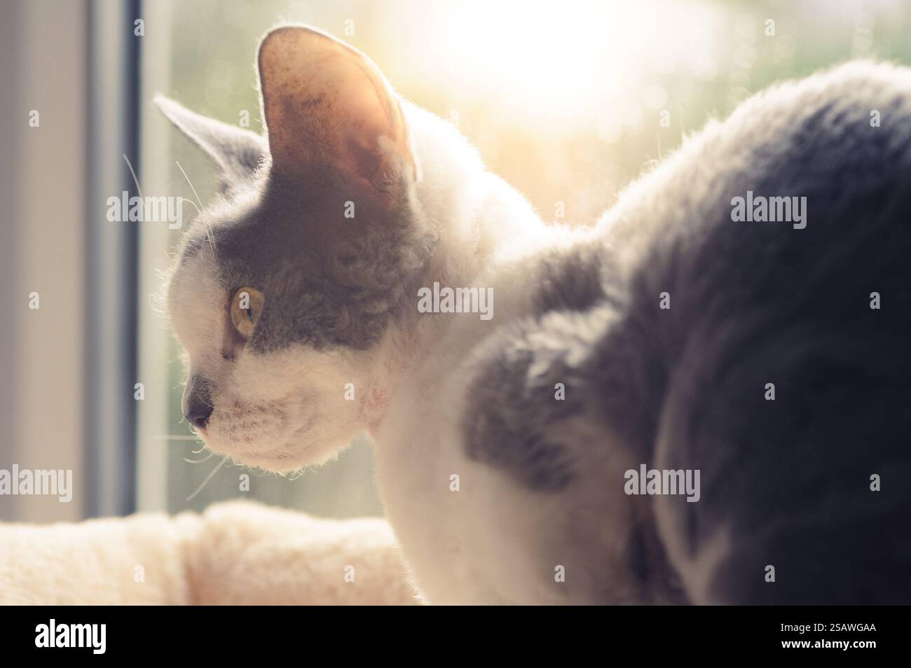 Female Devon Rex cat Stock Photo
