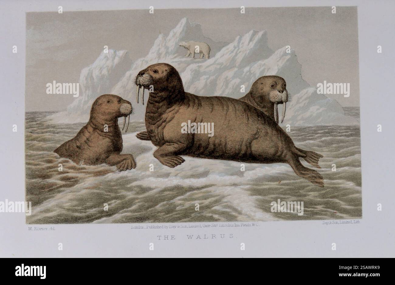 Walrus illustration hi-res stock photography and images - Page 2