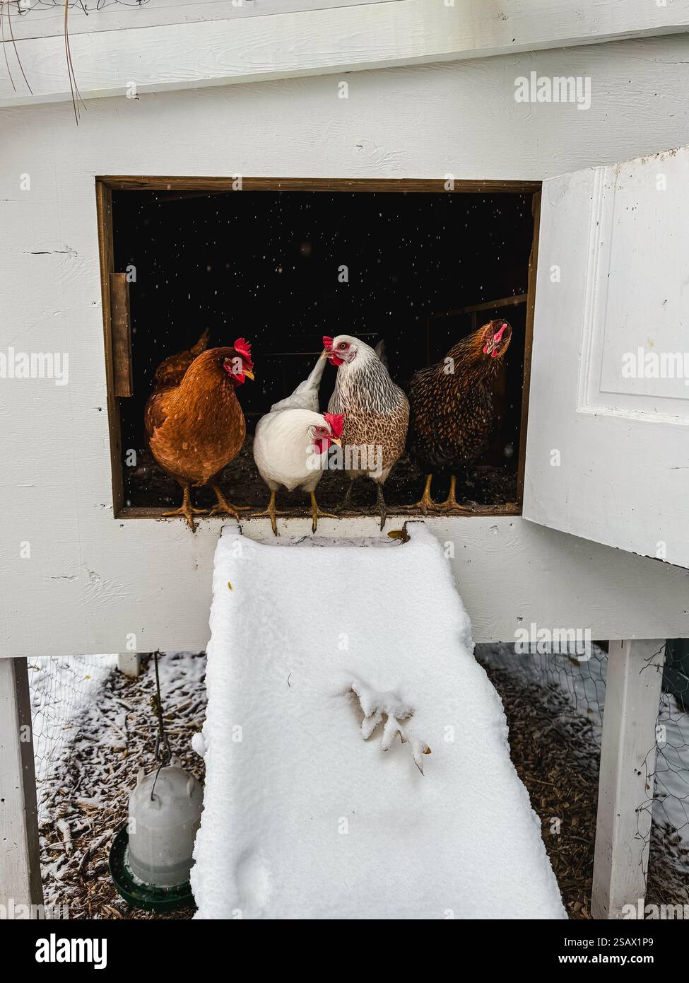 Photo inspiration: Chicken Health In Snowy Areas Reference: Rustic Barnyard Scene Chickens Hi Res Stock Photography And Images