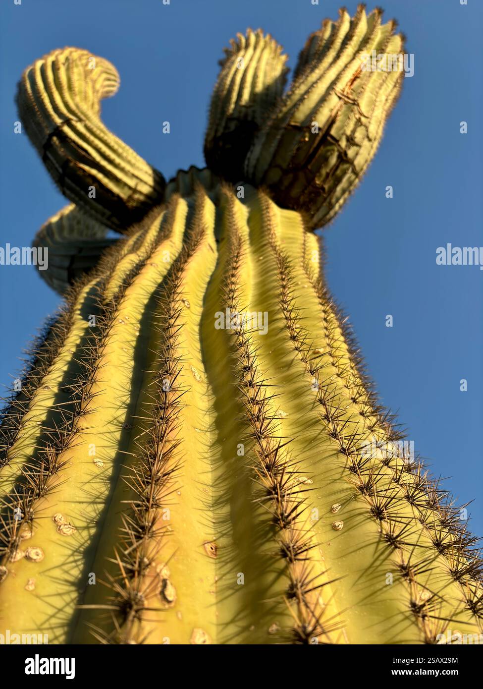 Low-angle view of a towering saguaro cactus with sharp spines Stock Photo
