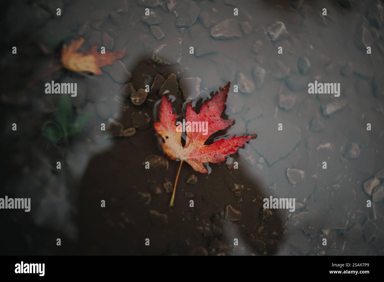 Puddle reflection face hi-res stock photography and images - Alamy