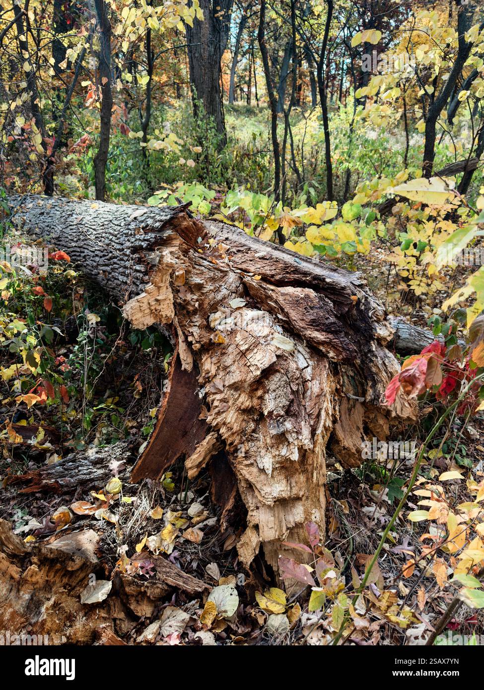Detail of a Fallen Tree Stock Photo