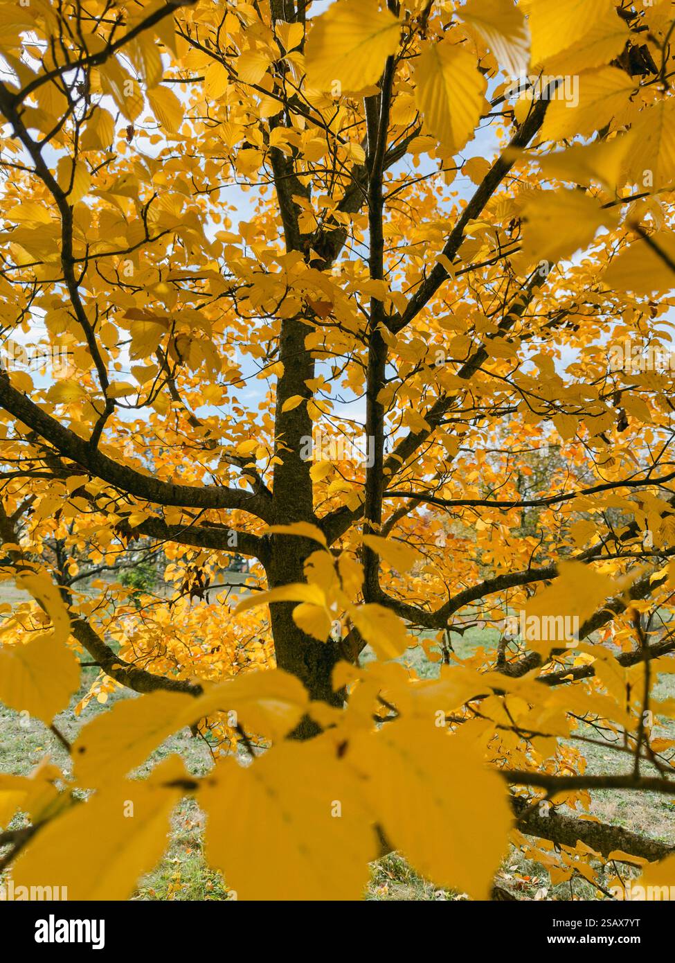 Golden autumn leaves on tree hi-res stock photography and images - Alamy