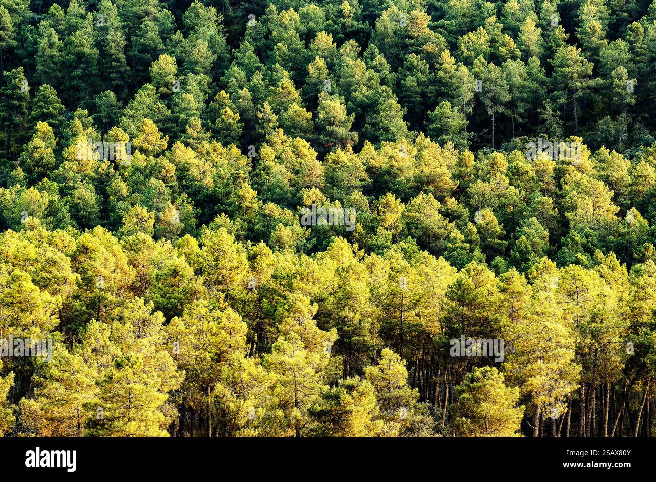 Pine forest under the light of the setting sun in Piedrabuena Stock ...