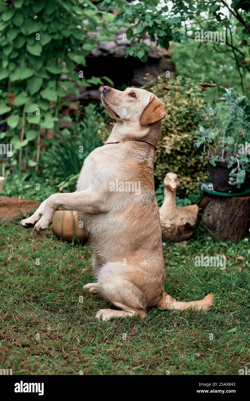 Pale Labradorbunny pose performing a command, training, countryside ...