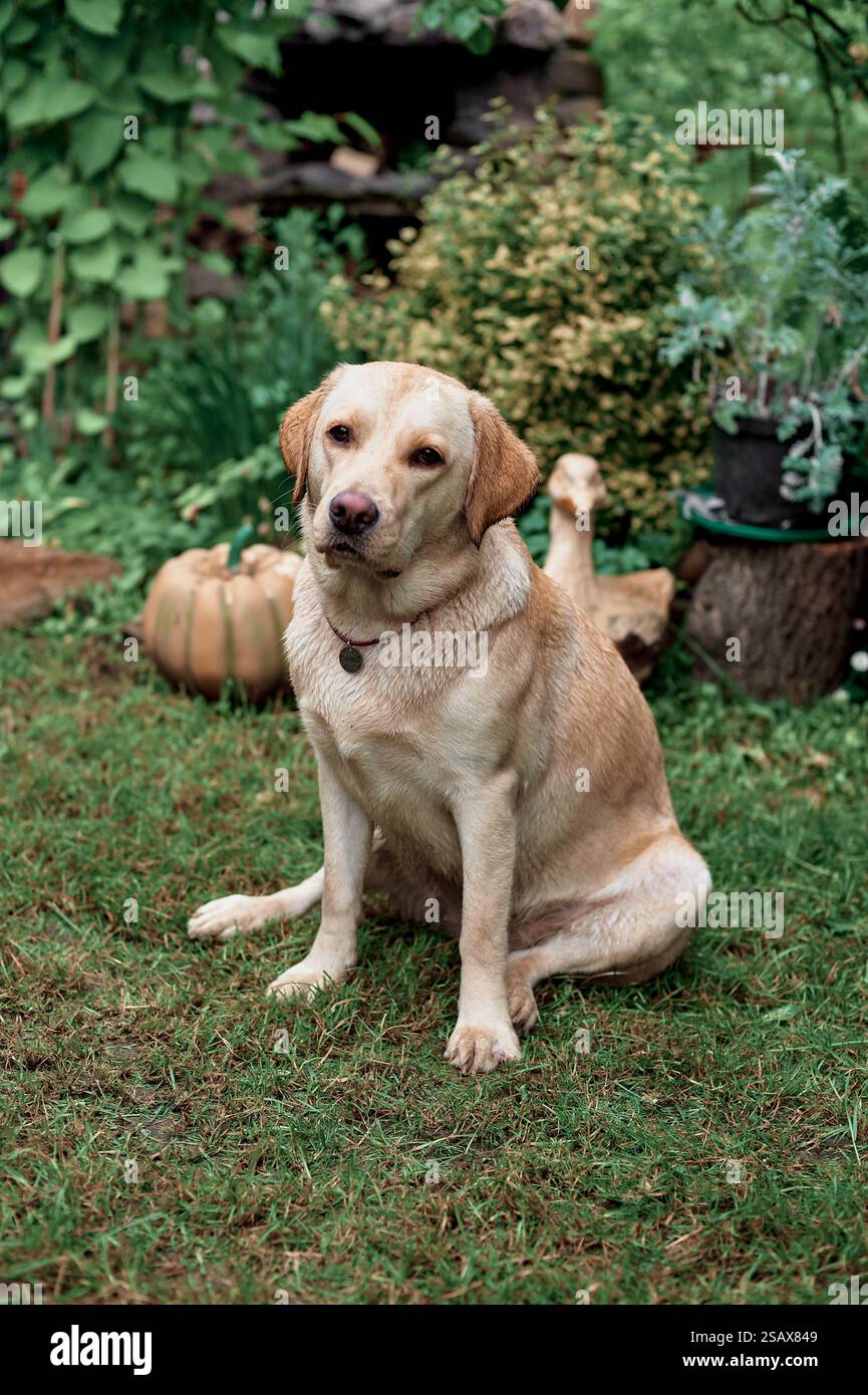 Pale Labrador sits on the grass, summer Stock Photo