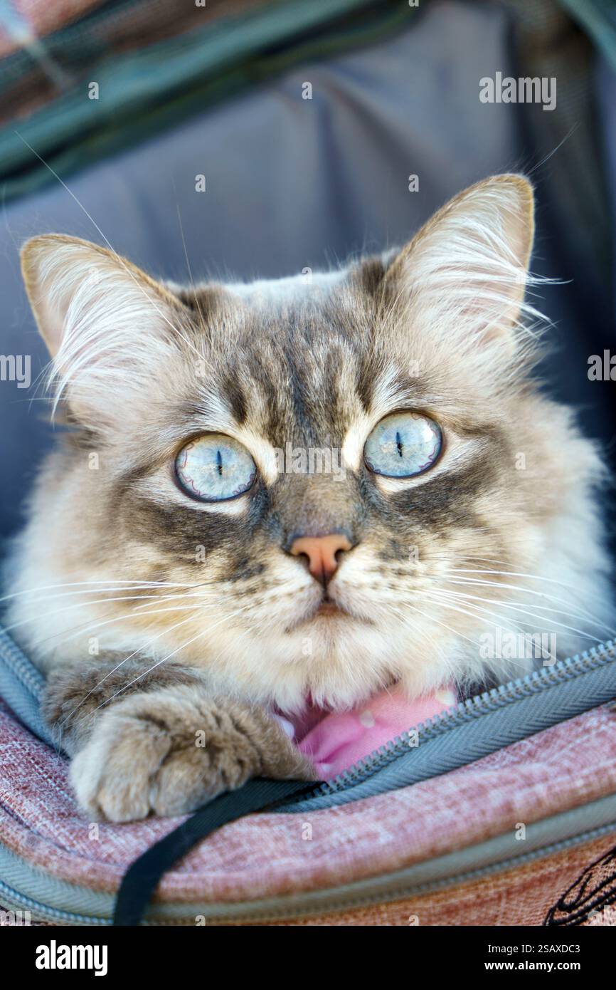 Beautiful grey cat looking at camera while being transported inside a custom made backpack Stock Photo