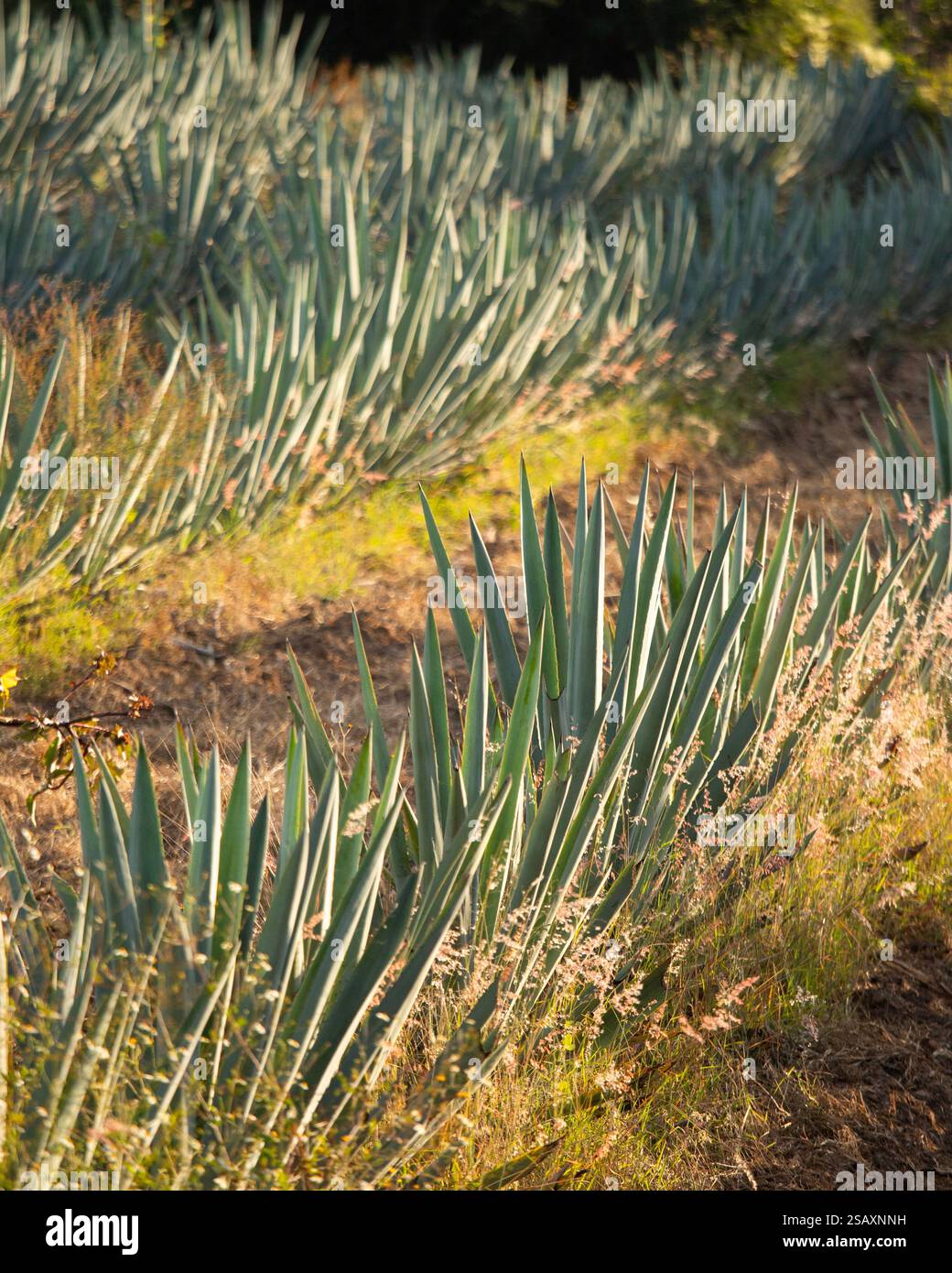 Fields of agave plants for organic mezcal production in the Oaxaca ...