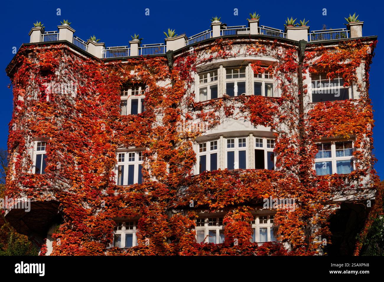 Autumnal red-coloured wild vine (Parthenocissus tricuspidata) on a house wall Stock Photo