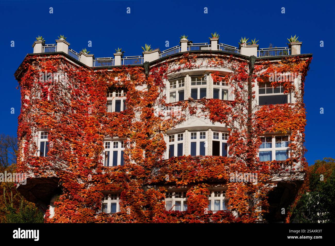 Autumnal red-coloured wild vine (Parthenocissus tricuspidata) on a house wall Stock Photo