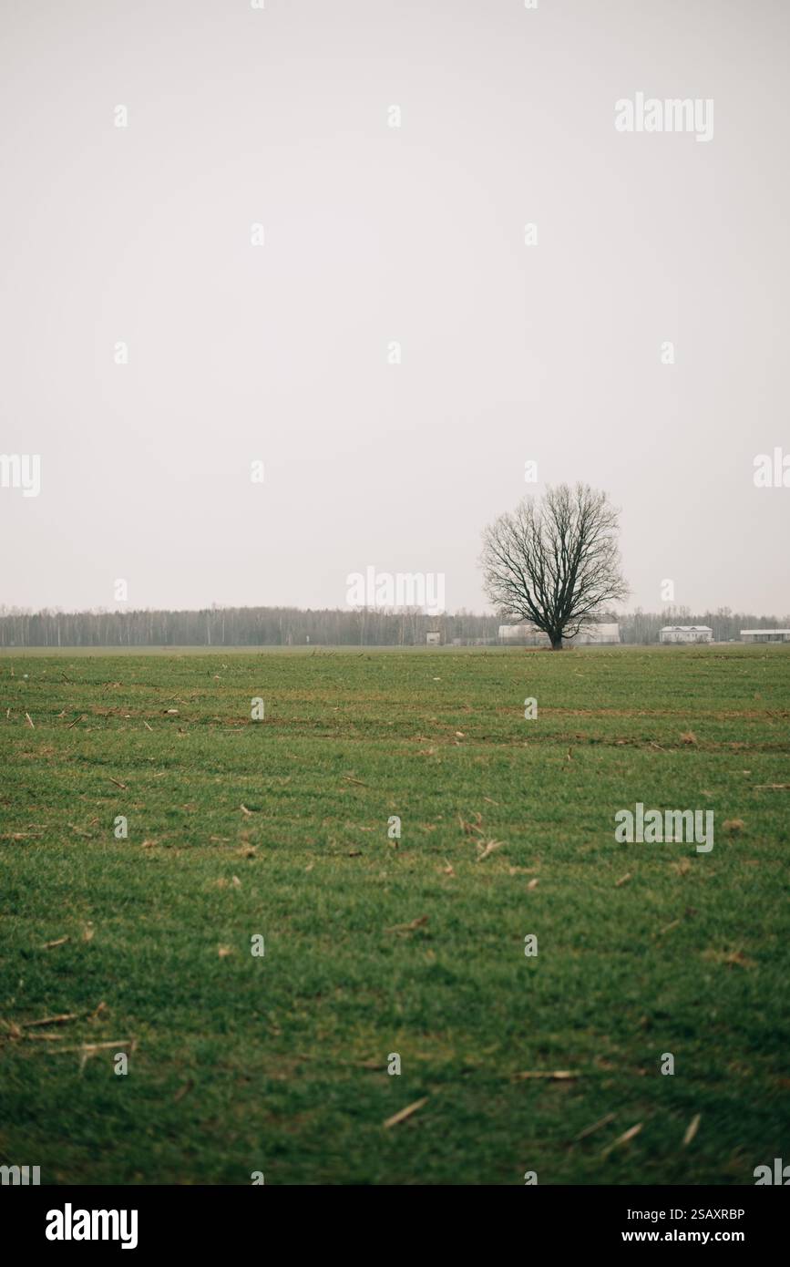 lonely oak tree in the field. High quality photo Stock Photo - Alamy