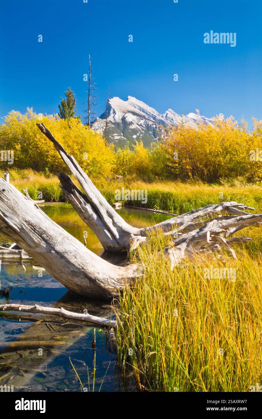Banff National Park Alberta Rockies Canada Dead tree trunks reeds and Mount Rundle Vermilion Lakes Banff National Park Canadian Rockies Canada Stock Photo