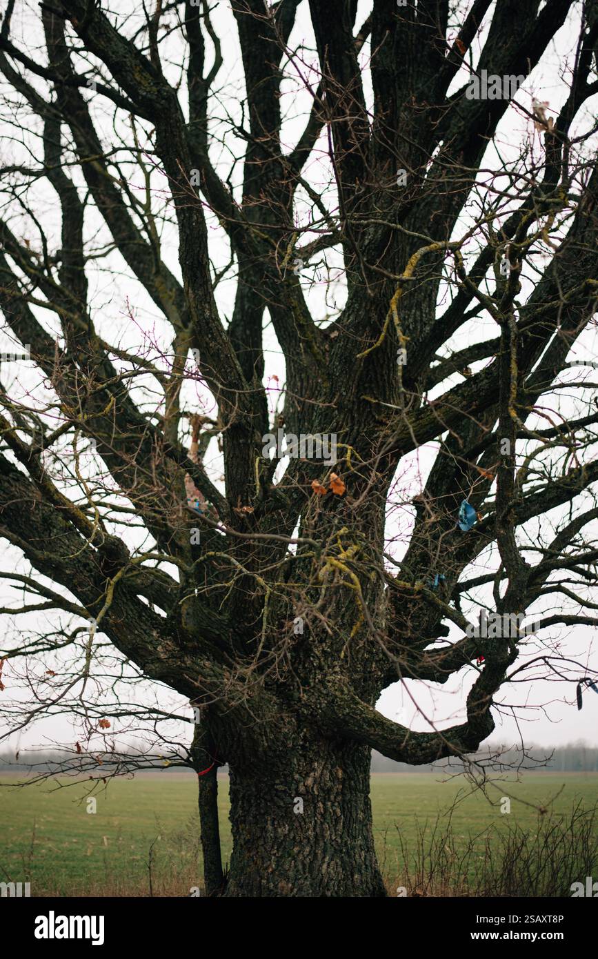 lonely oak tree in the field. High quality photo Stock Photo - Alamy