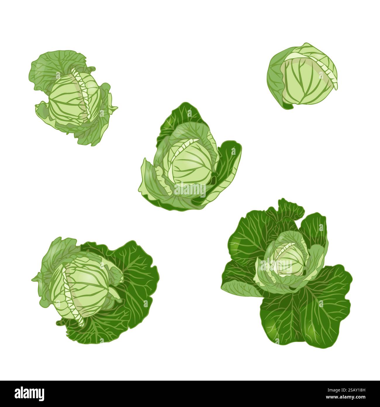 Set of white cabbage in flat style. Vector illustration on white ...