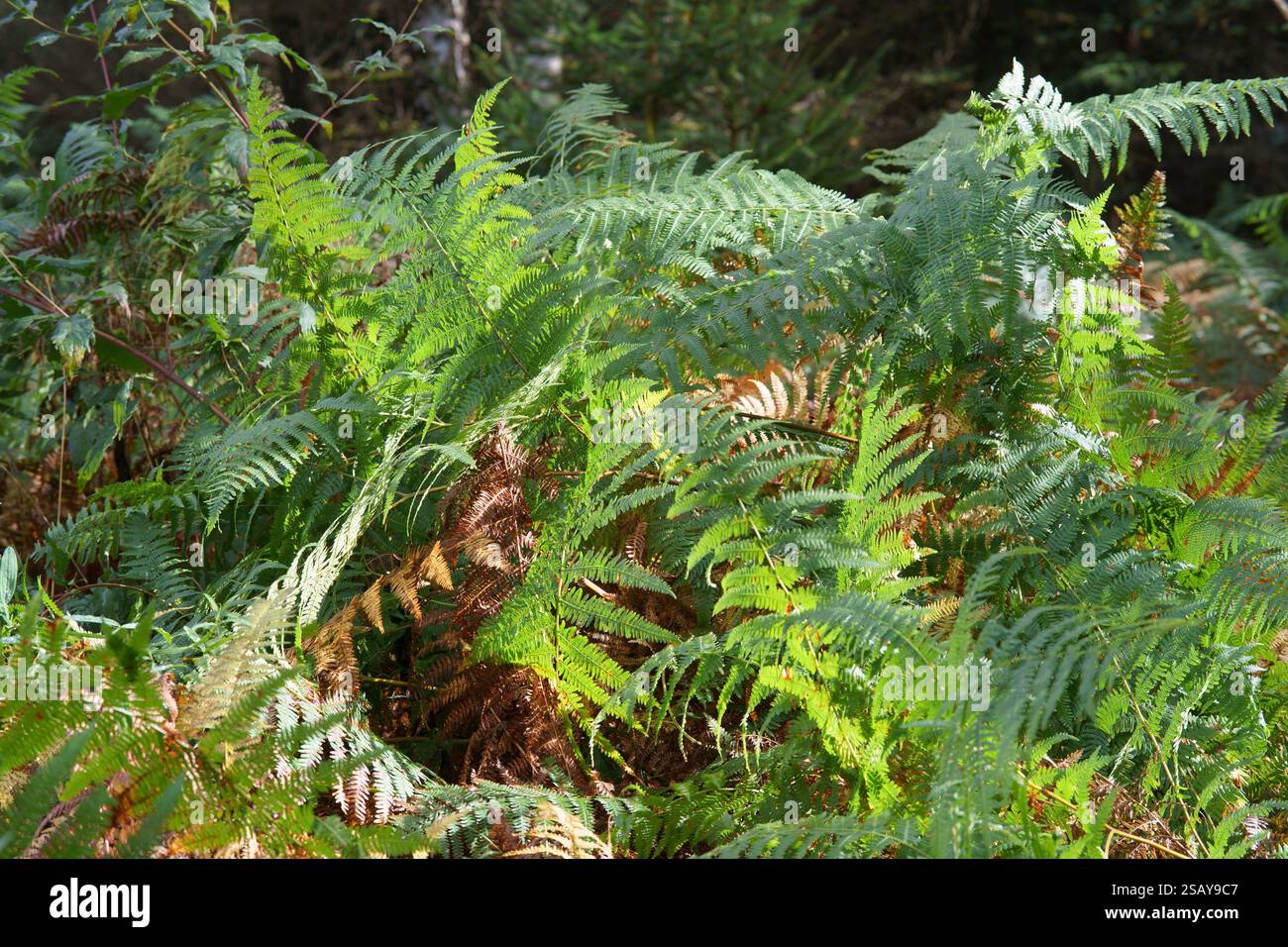 Dense thickets forest ferns hi-res stock photography and images - Alamy