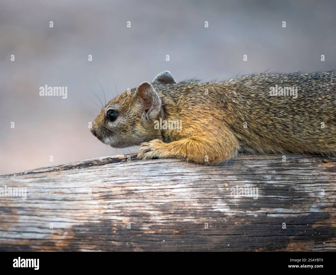 A cute little fellow, a Smith's bush squirrel (Parxerus cepapi) lying in wait in Hwange National Park. Hwange National Park is located in Zimbabwe. Stock Photo