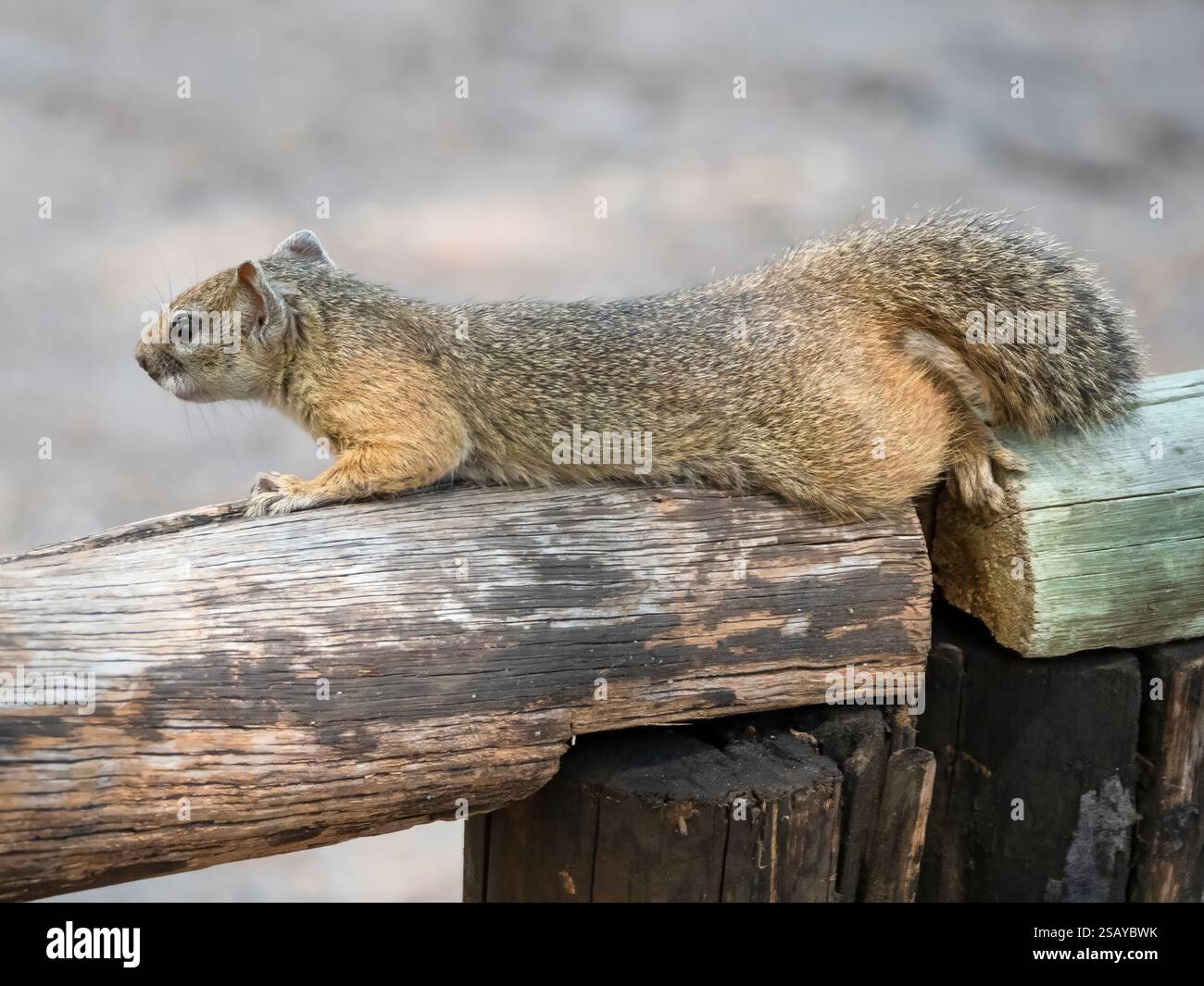 A cute little fellow, a Smith's bush squirrel (Parxerus cepapi) lying in wait in Hwange National Park. Hwange National Park is located in Zimbabwe. Stock Photo