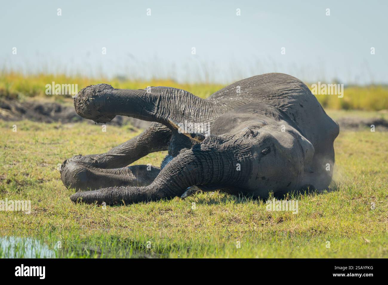 African bush elephant lies on grassy riverbank Stock Photo - Alamy