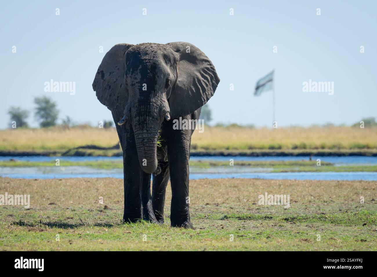 African bush elephant stands near Botswana flag Stock Photo - Alamy