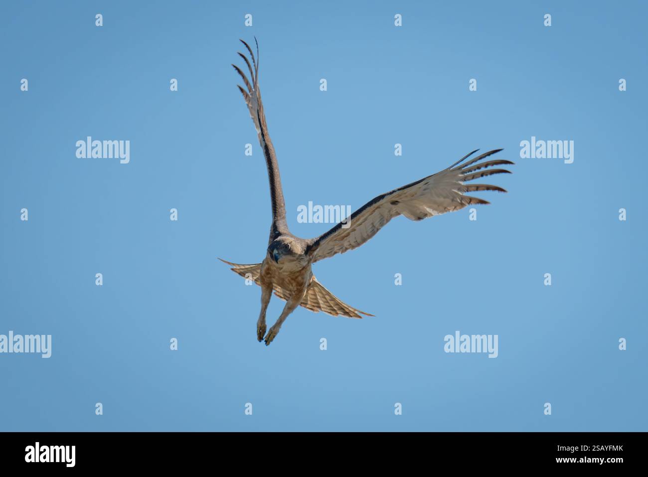 African hawk-eagle flies through perfect blue sky Stock Photo