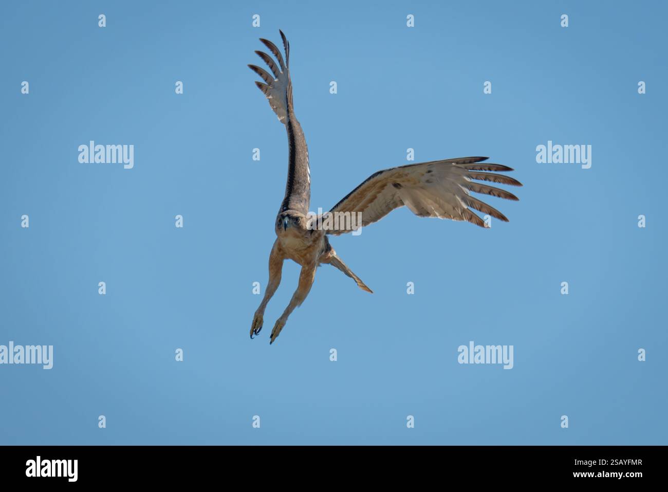 African hawk-eagle flies through clear blue sky Stock Photo