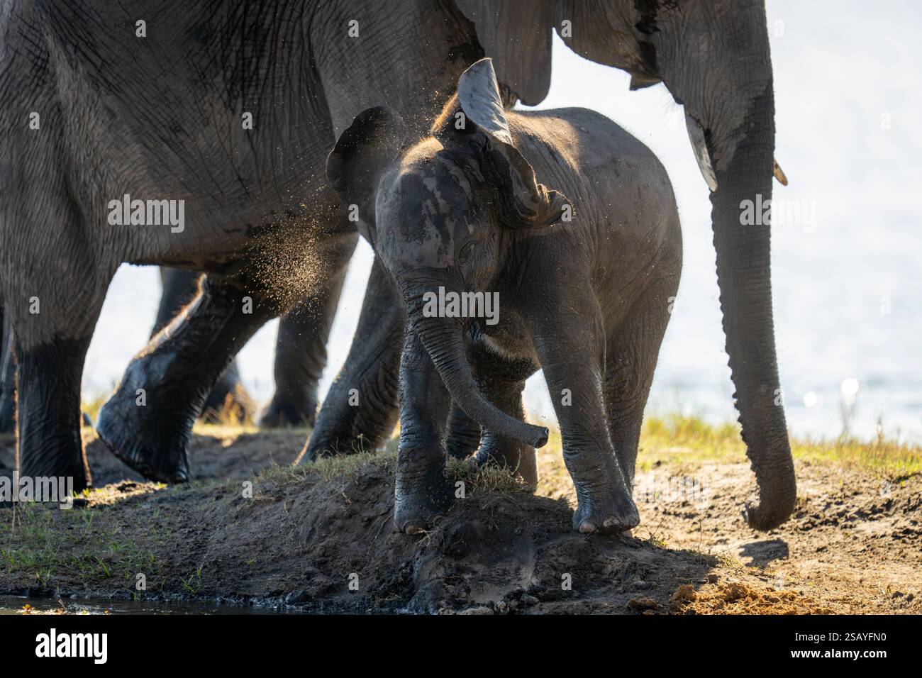Baby African bush elephant stands twisting head Stock Photo - Alamy