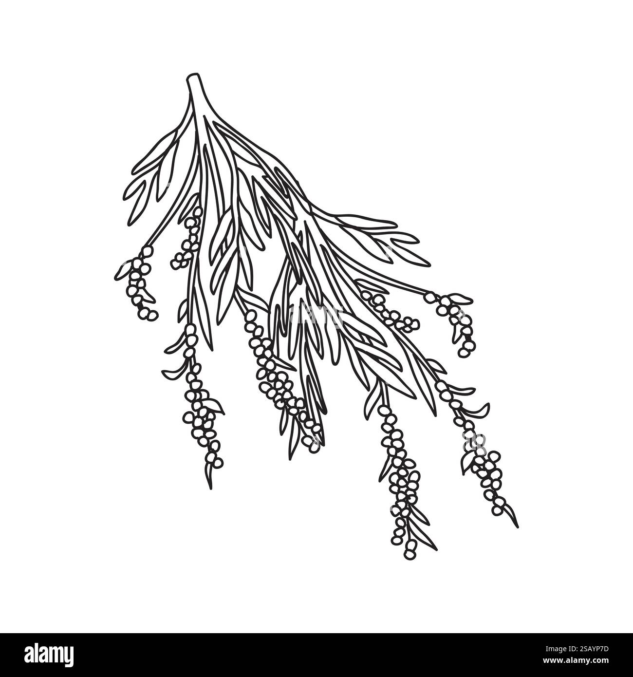 Botanical Line art olive branch with leaves and berries isolated on ...