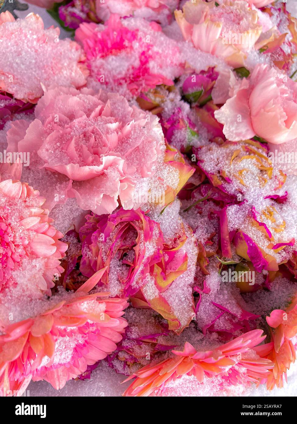 Pink flowers are covered with snow Stock Photo - Alamy