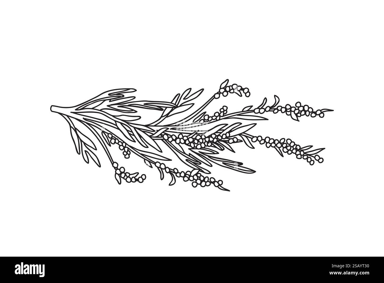 Botanical Line art olive branch with leaves and berries isolated on ...