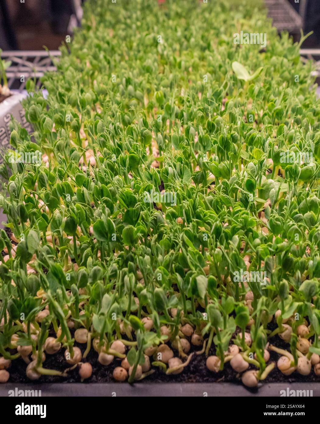 Pea seedlings growing indoors in a plastic seed tray. Stock Photo