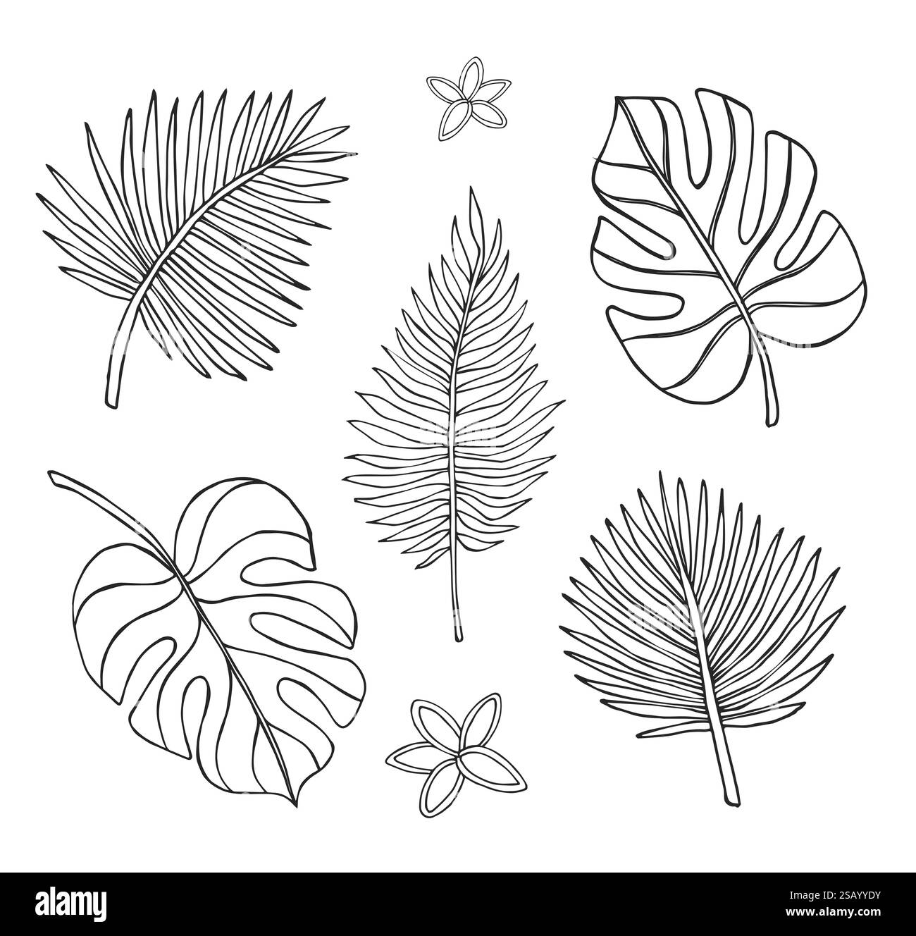 Vector set bundle of hand drawn doodle sketch palm and monstera leaf ...