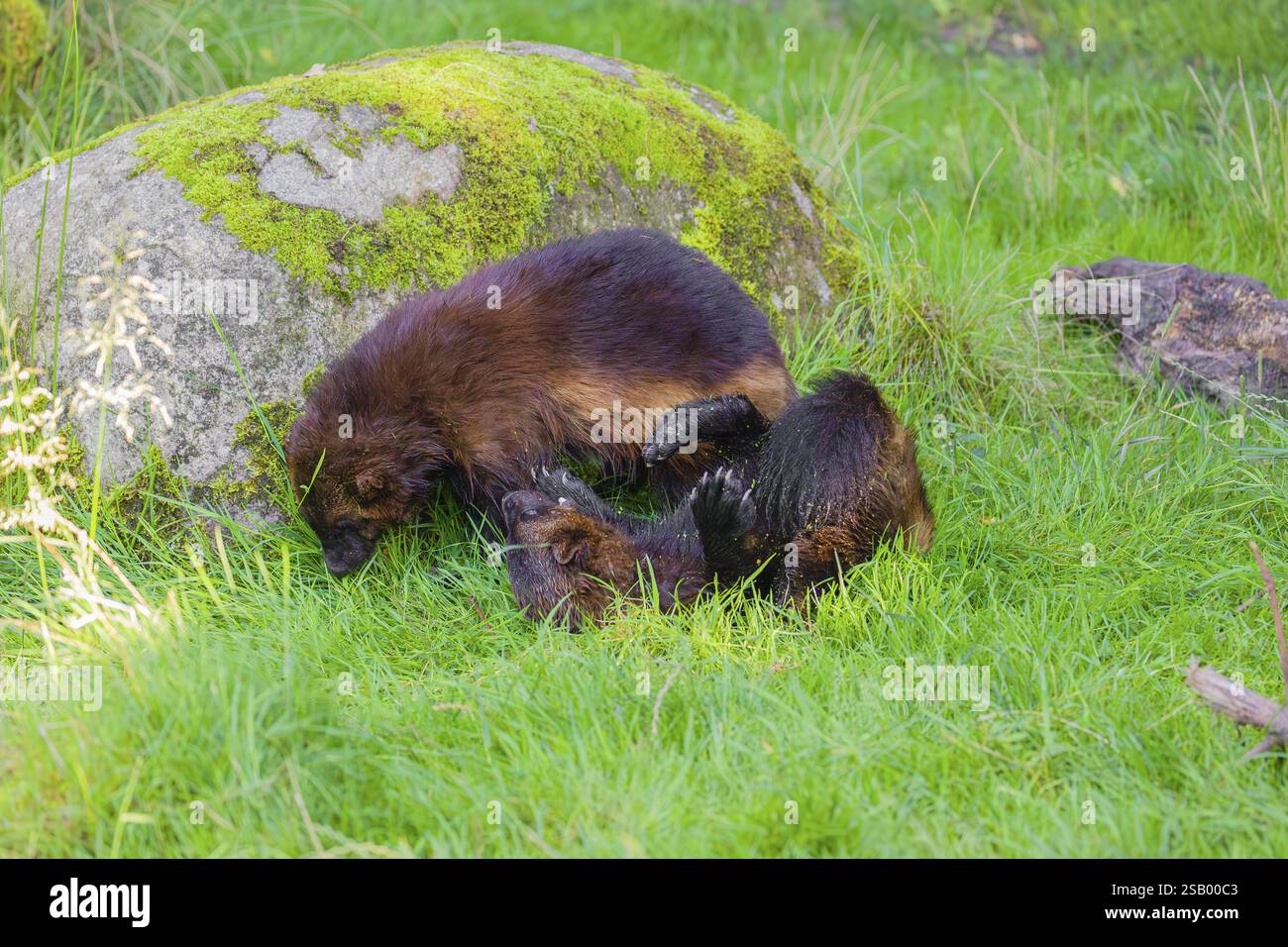 Two Wolverines Wolverines together hi-res stock photography and images - Alamy