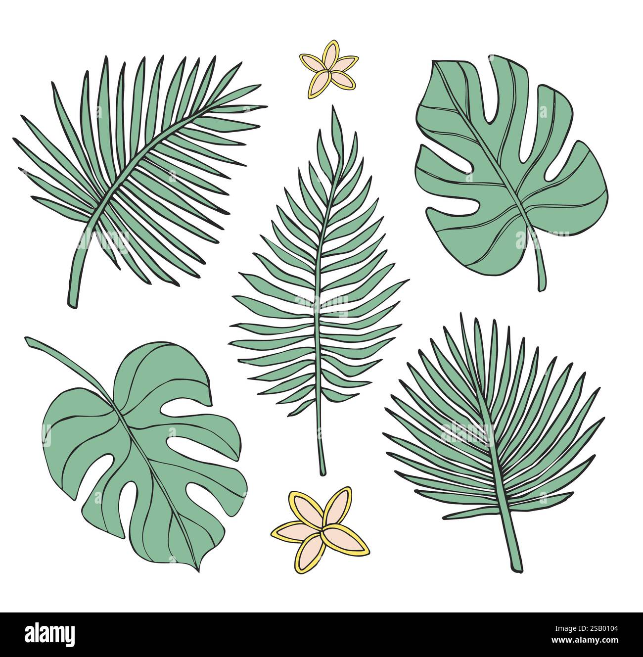 Vector set bundle of colored hand drawn doodle sketch palm and monstera ...