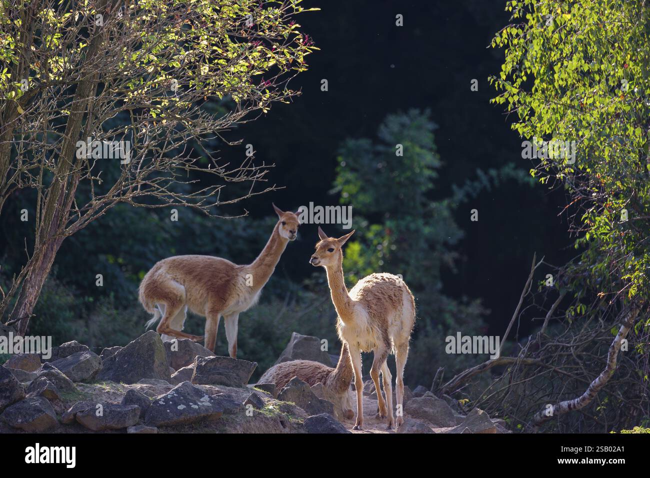 Three vicunas (Lama vicugna) stand on rocky terrain under a tree in a backlit scene Stock Photo