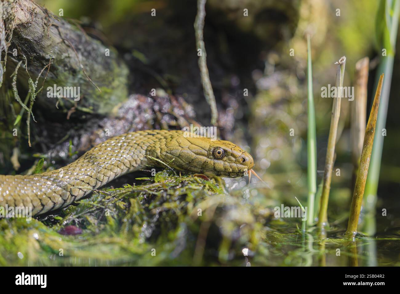 Snakes in habitat hi-res stock photography and images - Alamy